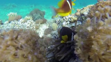 Kızıl Deniz resif sualtı