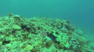 Kızıl Deniz resif sualtı