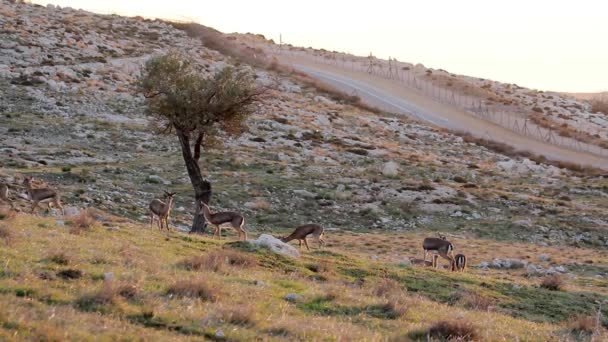 Gazelas de montanha israelenses — Vídeo de Stock