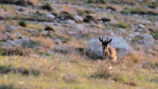 Gacela de montaña israelí — Vídeo de stock