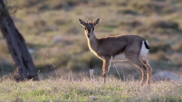 Gacela de montaña israelí — Vídeo de stock