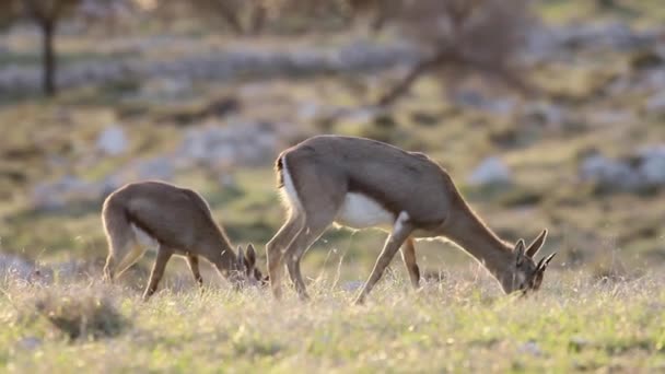 Gacelas de montaña israelíes — Vídeo de stock