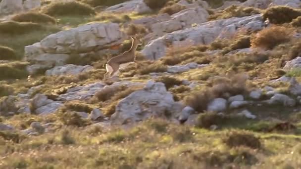 Israeli mountain gazelles — Stock Video