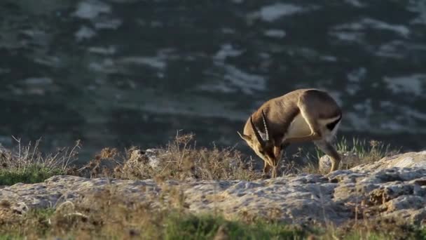 Горная газель — стоковое видео