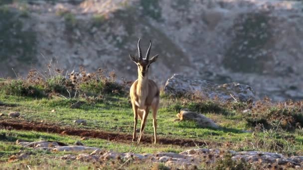 Gazela de montanha israelense — Vídeo de Stock