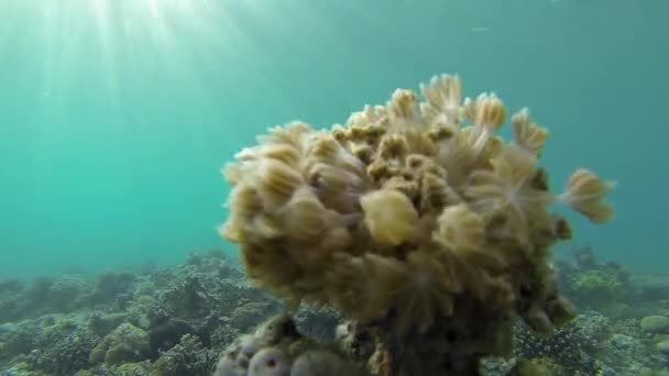 Arrecife de mar rojo bajo el agua — Vídeo de stock