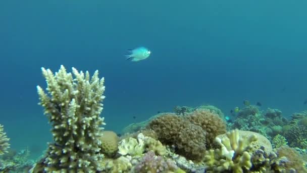 Красный морской риф под водой — стоковое видео