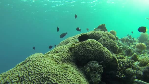 Mar Vermelho Recife subaquático — Vídeo de Stock