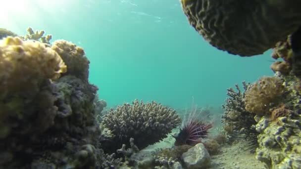 Arrecife de mar rojo bajo el agua — Vídeo de stock