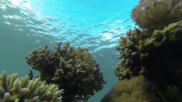 Útes Rudého moře pod vodou — Stock video