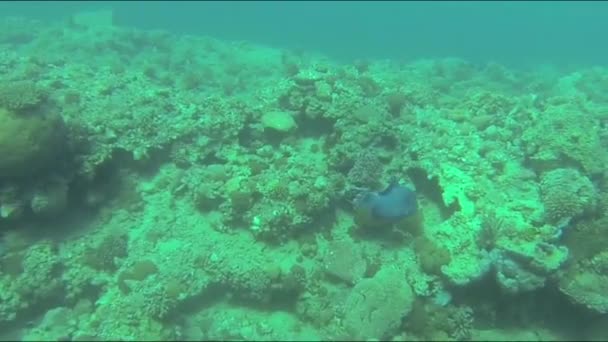 Arrecife de mar rojo bajo el agua — Vídeo de stock