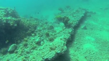 Kızıl Deniz resif sualtı