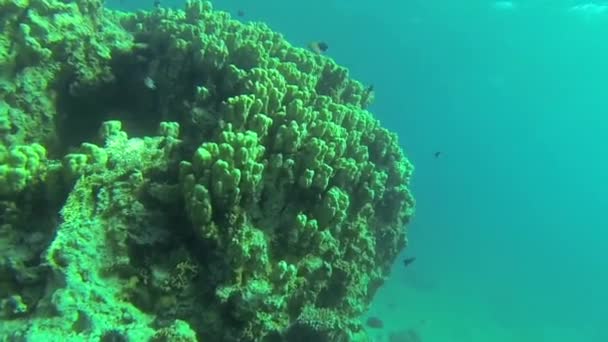 Arrecife de mar rojo bajo el agua — Vídeo de stock