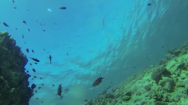 Mar Vermelho Recife subaquático — Vídeo de Stock