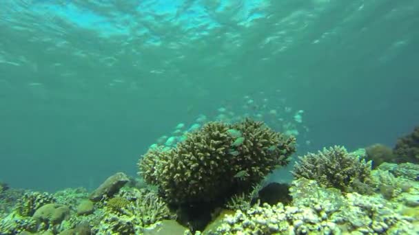 Arrecife de mar rojo bajo el agua — Vídeo de stock