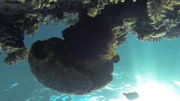 Peixes nadando debaixo d 'água — Vídeo de Stock