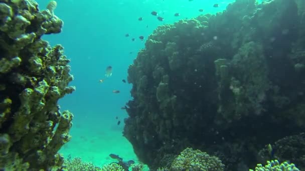 サンゴ礁の魚やサンゴ — ストック動画