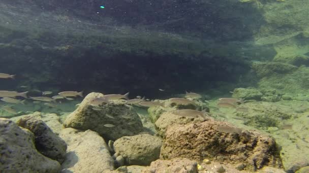 Young Mullet in the Red sea — Stock Video