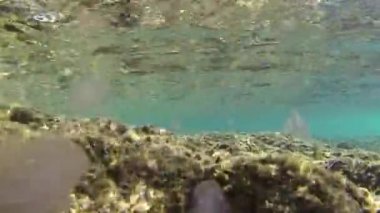 Jöle balık suyun altında