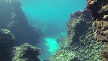 Resif sualtı ve mercan