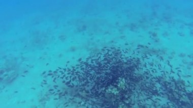 Kızıl Deniz resif sualtı