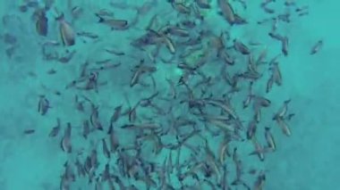 Kızıl Deniz resif sualtı