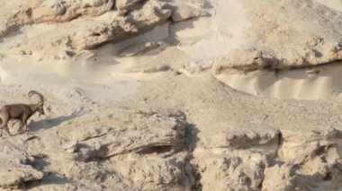 Çölde yürüyen dağ keçisi