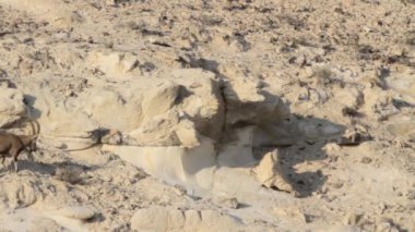 Çölde yürüyen dağ keçisi