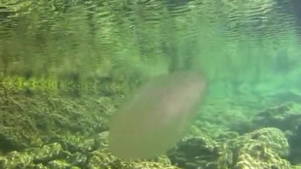 Gelee-Fische unter Wasser — Stockvideo