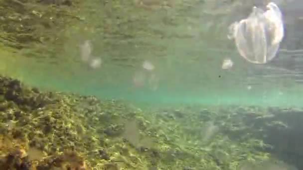 Geleia subaquática — Vídeo de Stock