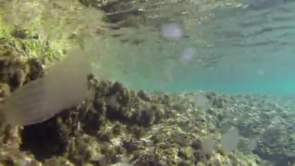 Geleia subaquática — Vídeo de Stock