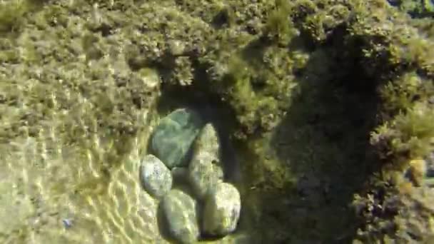 Mer Rouge Récif sous-marin 