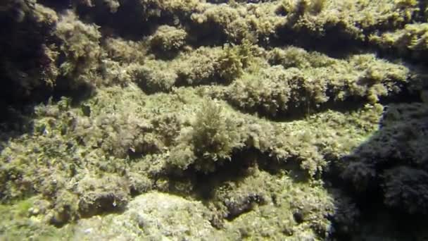 Barriera Corallina Pesce e Coralli — Video Stock