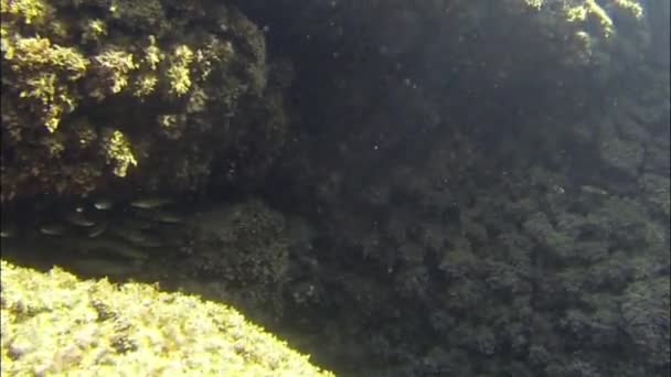 Reef onderwater en koralen — Stockvideo