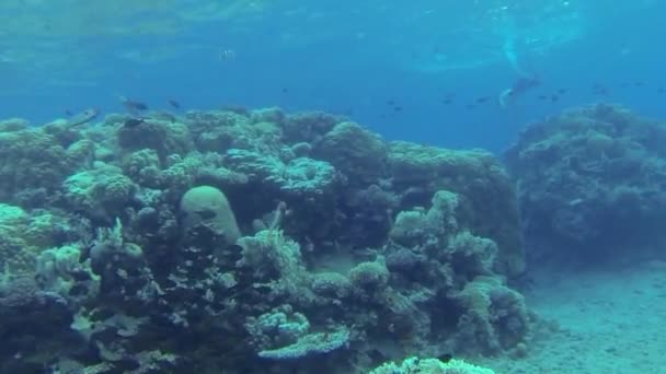 Rotes Riff unter Wasser — Stockvideo