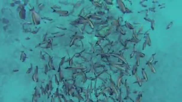 Red sea Reef underwater — Stock Video