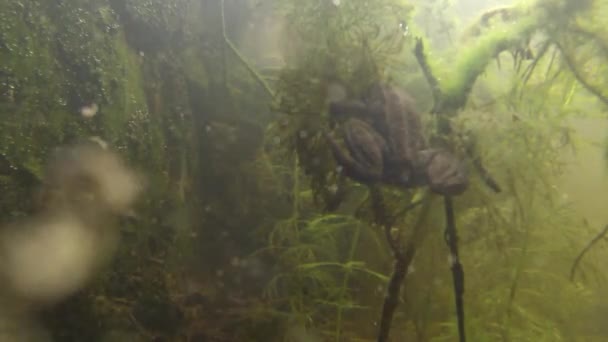 Жаба на підводній рослині — стокове відео