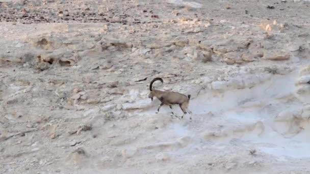 Ibex walking in the desert — Stock Video