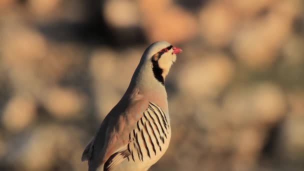 Chukar vogel staande — Stockvideo