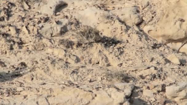 Козерог идет по пустыне — стоковое видео