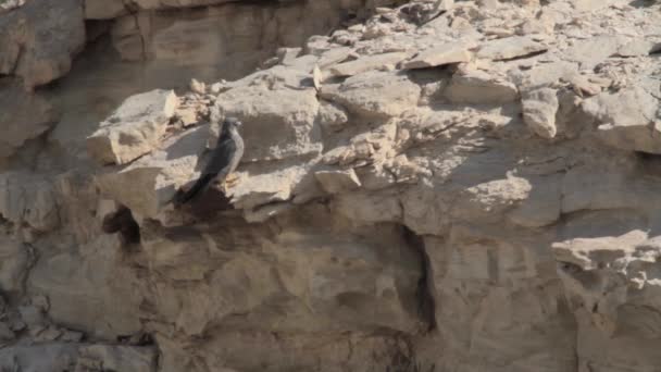Faucon sucré sur roche 