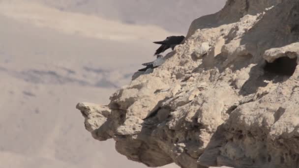 Sooty falcon on rock — Stock Video