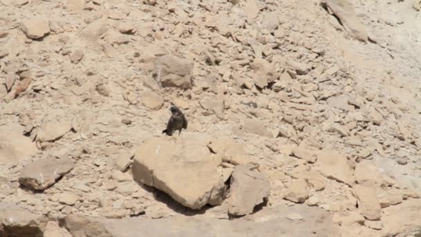 Halcón holgazán sobre roca — Vídeo de stock