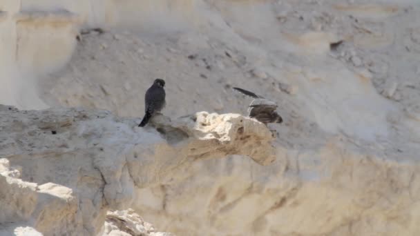 Halcones holgazanes sobre roca — Vídeos de Stock