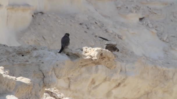 Rußfalken auf Felsen — Stockvideo