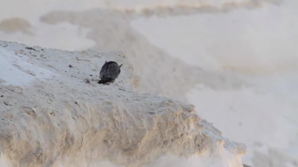 Rußfalke auf Felsen — Stockvideo