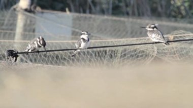 Beyaz kingfishers memeli