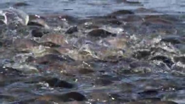 Yayın balığı yüzmek