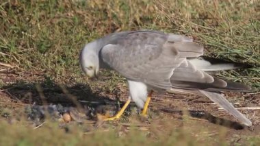 Bozkır kartalı yemek güvercin