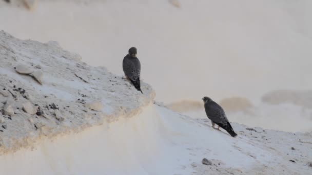 Sooty falcons on rock — Stock Video